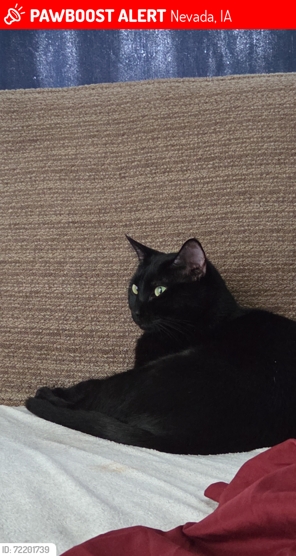 Lost Male Cat last seen Near South I Ave Nevada, IA Apt 2 , Nevada, IA 50201