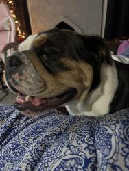 Reunited Male Dog last seen Near, Lubbock, TX 79423