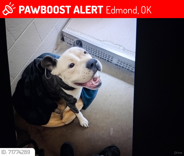 Lost Male Dog last seen Waterloo and kelly, Edmond, OK 73025