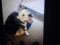 Lost Male Dog last seen Waterloo and kelly, Edmond, OK 73025