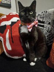 Lost Female Cat last seen Hollywood mobile  park, St. Petersburg, FL 33702