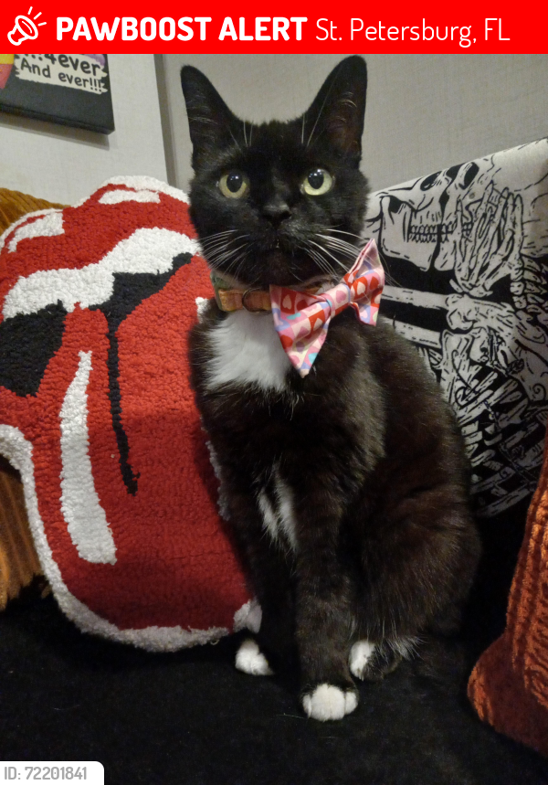 Lost Female Cat last seen Hollywood mobile  park, St. Petersburg, FL 33702