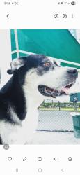 Lost Female Dog last seen Gettysburg rd 78228, Olmos Park, TX 78212