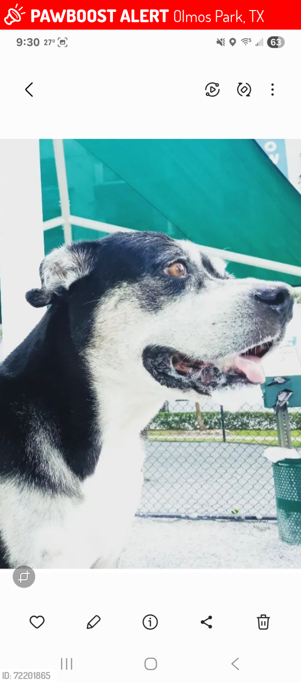 Lost Female Dog last seen Gettysburg rd 78228, Olmos Park, TX 78212