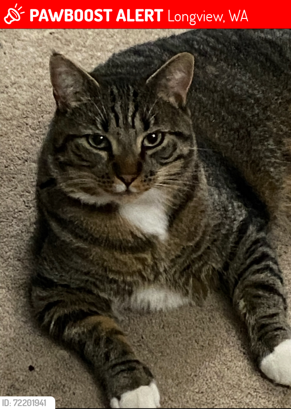 Lost Male Cat last seen 30th and Louisiana , Longview, WA 98632