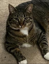 Lost Male Cat last seen 30th and Louisiana , Longview, WA 98632