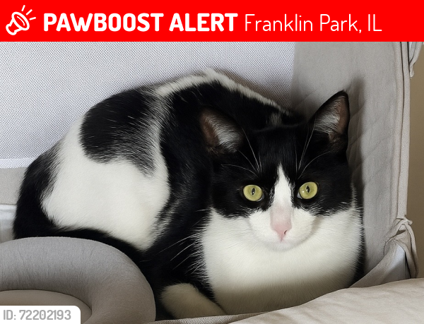 Lost Male Cat last seen Mannheim & Grand, Franklin Park, IL 60131