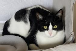 Lost Male Cat last seen Mannheim & Grand, Franklin Park, IL 60131