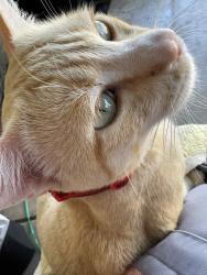 Lost Male Cat last seen S. Harrison Rd. & E. Golf Links Rd., Tucson, AZ 85730