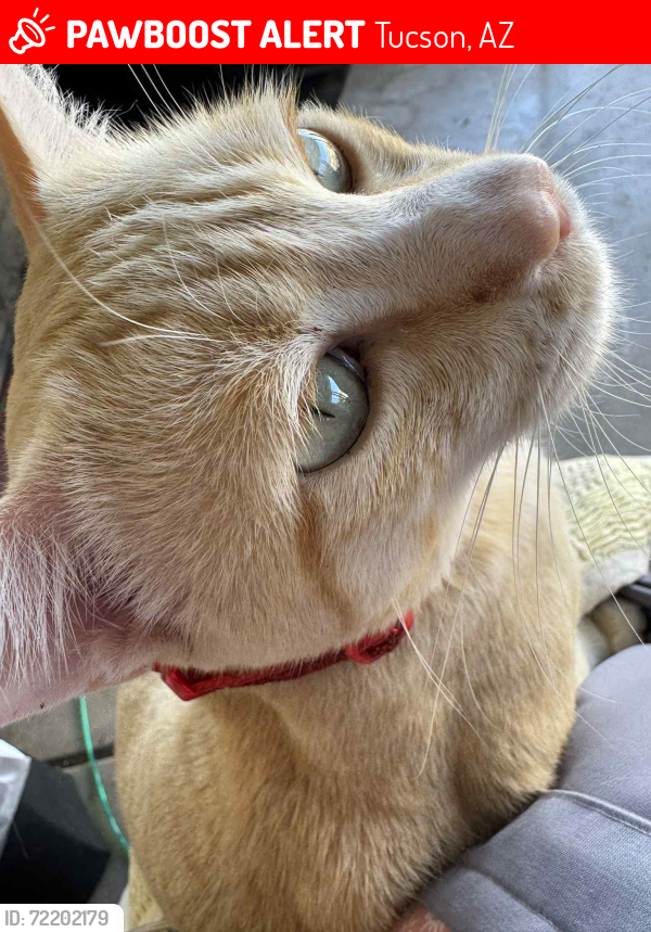 Lost Male Cat last seen S. Harrison Rd. & E. Golf Links Rd., Tucson, AZ 85730