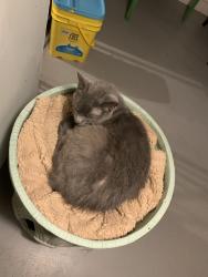 Lost Female Cat last seen Galemore / Sandalhaven / Hickox, Middleburg Heights, OH 44130