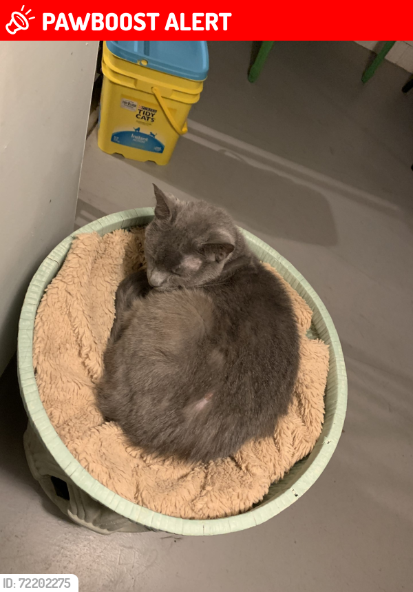 Lost Female Cat last seen Galemore / Sandalhaven / Hickox, Middleburg Heights, OH 44130