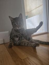 Lost Male Cat last seen Near East 65th St , Brooklyn, NY 11234