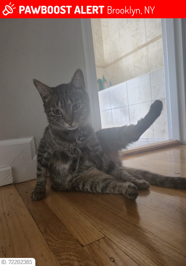 Lost Male Cat last seen Near East 65th St , Brooklyn, NY 11234