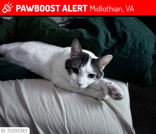 Lost Male Cat last seen Hull and Lonas, Midlothian, VA 23112