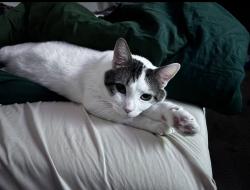 Lost Male Cat last seen Hull and Lonas , Midlothian, VA 23112