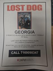 Lost Female Dog last seen Cottonwood & Countryside, Getzville, NY 14221