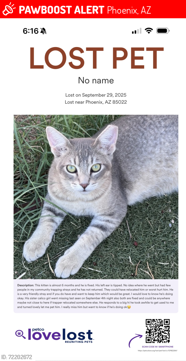 Lost Male Cat last seen Campo Bello dr, 16th st, Grovers Ave, 20th st, Phoenix, AZ 85022