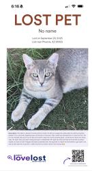 Lost Male Cat last seen Campo Bello dr, 16th st, Grovers Ave, 20th st, Phoenix, AZ 85022