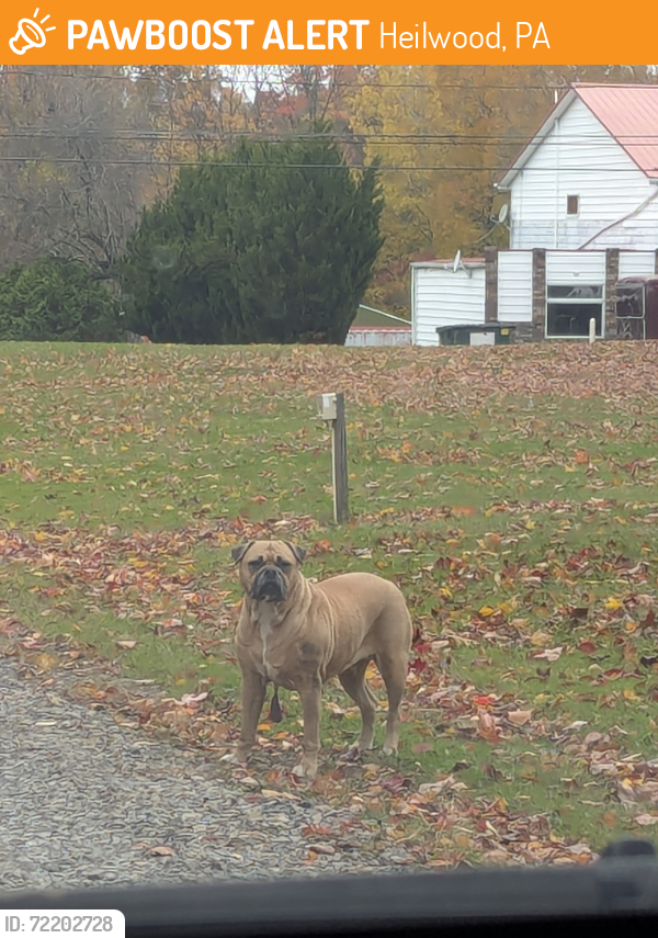 Surrendered Unknown Dog last seen Near the old Piston's Gas station , Heilwood, PA 15728