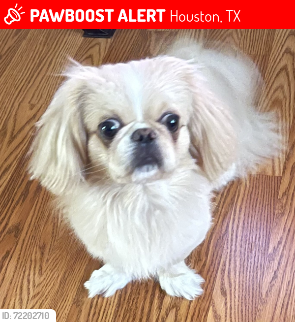 Lost Male Dog last seen Remington ranch park , Houston, TX 77073