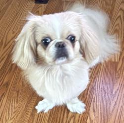 Lost Male Dog last seen Remington ranch park , Houston, TX 77073