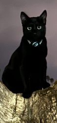 Reunited Male Cat last seen Nimitz and west or Loma blvd , San Diego, CA 92107