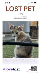 Lost Female Cat last seen Campo Bello dr, 16th st, Grovers Ave, 20th st, Phoenix, AZ 85022