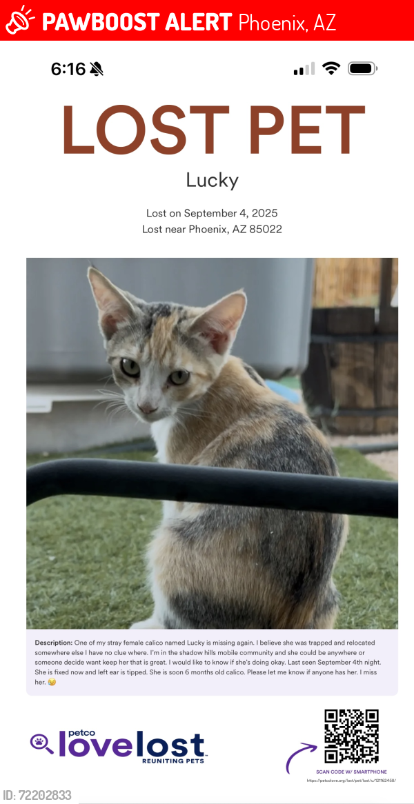 Lost Female Cat last seen Campo Bello dr, 16th st, Grovers Ave, 20th st, Phoenix, AZ 85022