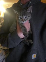 Lost Unknown Cat last seen 120th and Steele , Thornton, CO 80241
