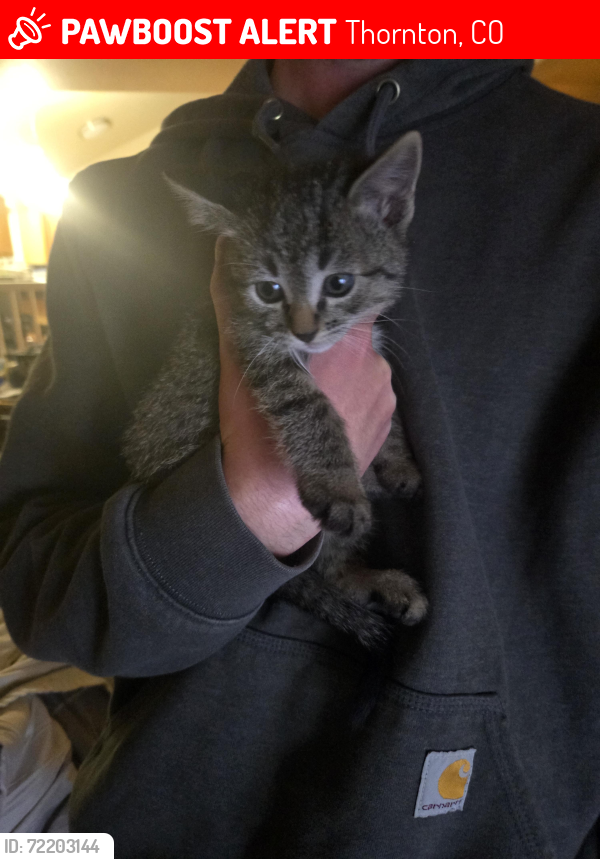 Lost Unknown Cat last seen 120th and Steele , Thornton, CO 80241