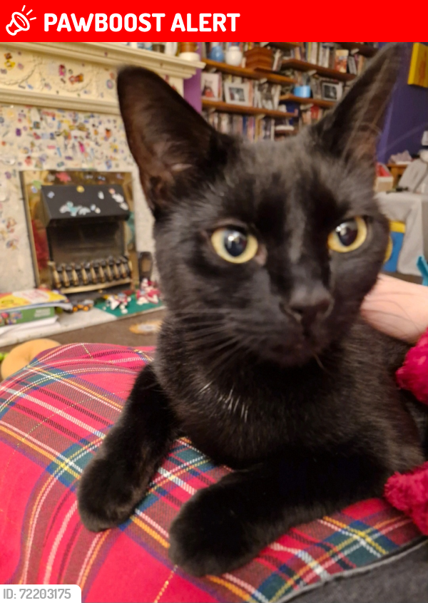 Lost Female Cat last seen Sainsbury's burton stone lane, Clifton, England YO30 6DU