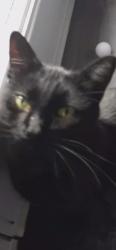 Lost Male Cat last seen Airport Road and Foodland, Caledon East, ON L7C 1K2