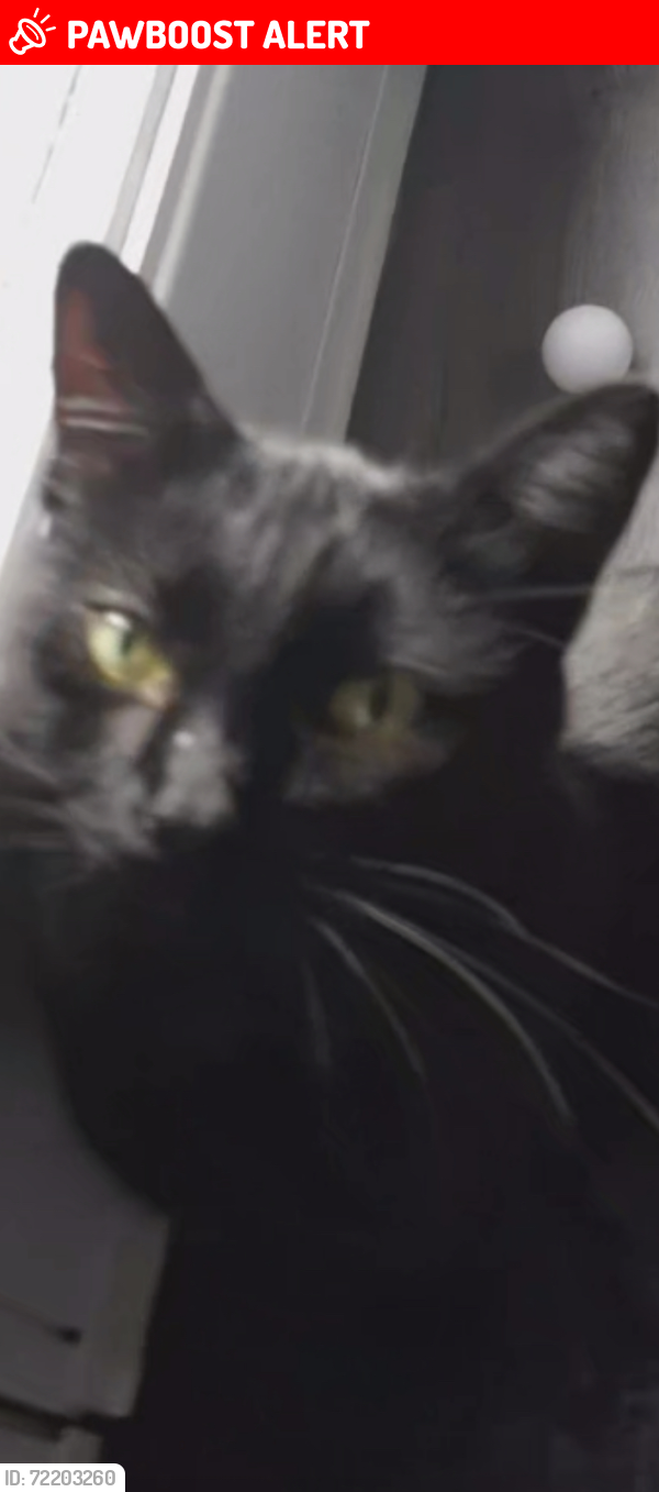 Lost Male Cat last seen Airport Road and Foodland, Caledon East, ON L7C 1K2
