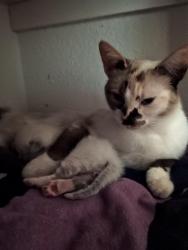 Lost Female Cat last seen 2nd St and Ash St, Grandview, WA 98930