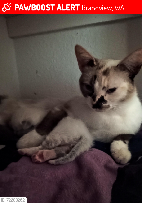 Lost Female Cat last seen 2nd St and Ash St, Grandview, WA 98930