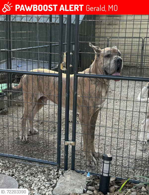 Lost Male Dog last seen highway ZZ, Gerald, MO 63037