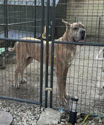Lost Male Dog last seen highway ZZ, Gerald, MO 63037