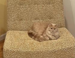 Lost Female Cat last seen Suncrest and Champagne Lane, San Jose, San Jose, CA 95132