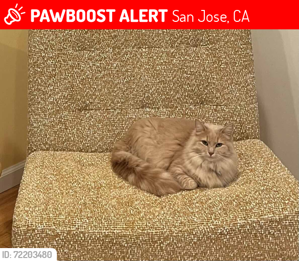 Lost Female Cat last seen Suncrest and Champagne Lane, San Jose, San Jose, CA 95132