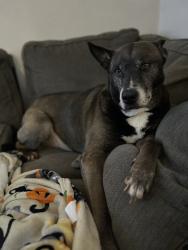 Lost Male Dog last seen Sand springs avenue , Dallas, TX 75227