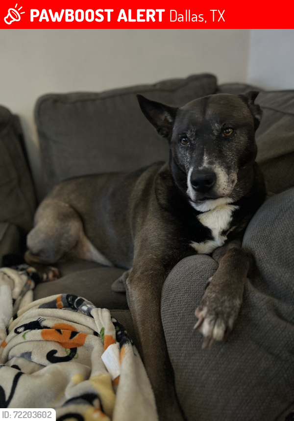 Lost Male Dog last seen Sand springs avenue , Dallas, TX 75227