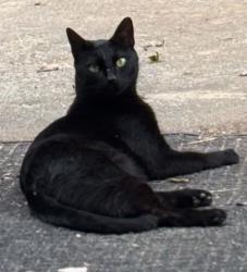 Lost Male Cat last seen Idlewild Rd, Light Brigade, Matthews, NC 28105