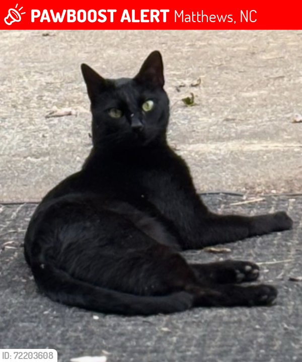 Lost Male Cat last seen Idlewild Rd, Light Brigade, Matthews, NC 28105