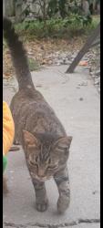 Lost Female Cat last seen Dunbridge, Apopka, FL 32703