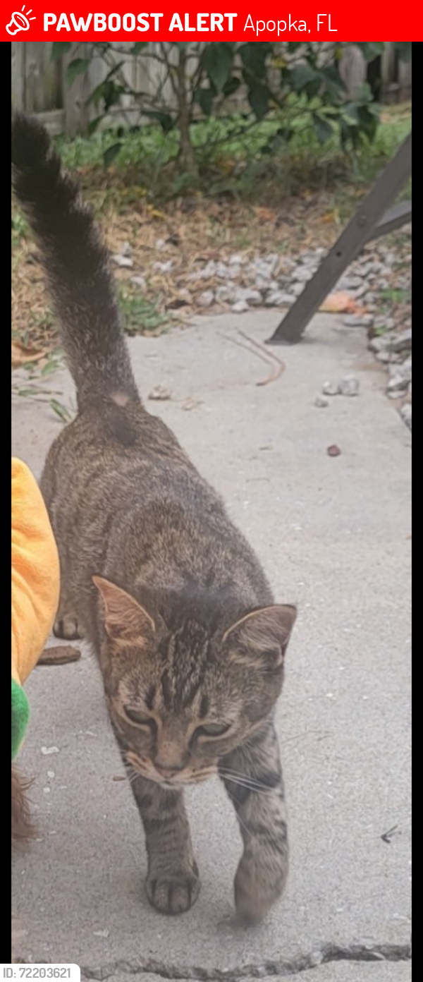 Lost Female Cat last seen Dunbridge, Apopka, FL 32703