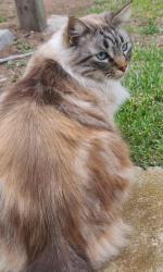 Lost Male Cat last seen Mt Aladin Ave & Mt Blanca, one block from intersection of Mt Acadia & Mt Blanca, San Diego, CA 92111