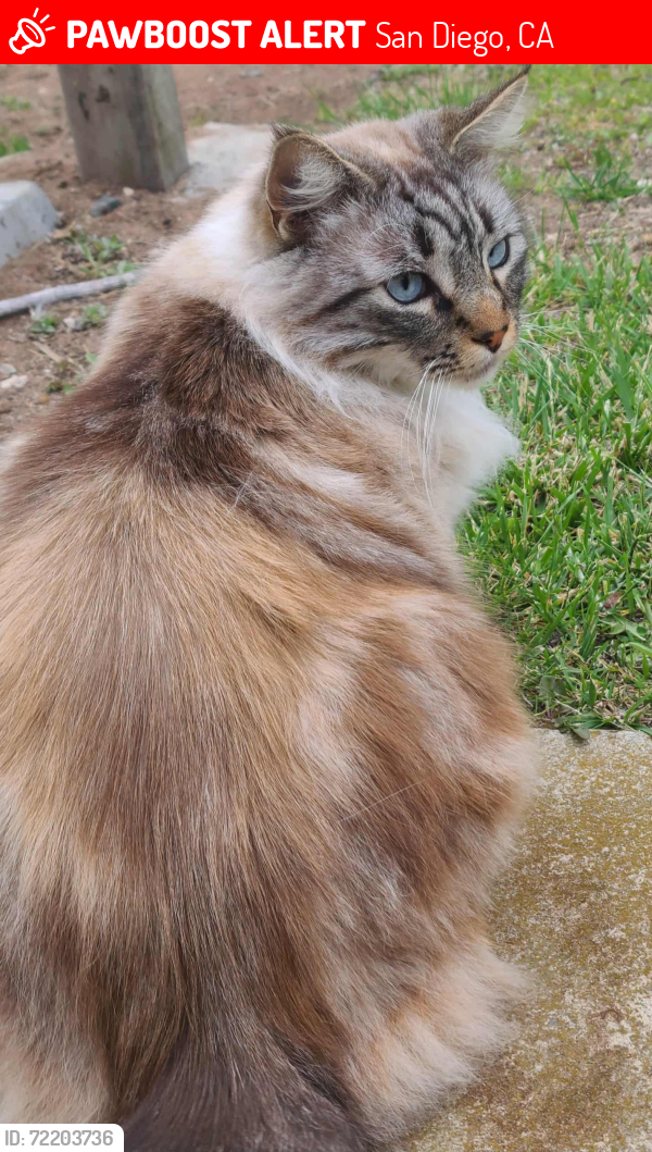 Lost Male Cat last seen Mt Aladin Ave & Mt Blanca, one block from intersection of Mt Acadia & Mt Blanca, San Diego, CA 92111