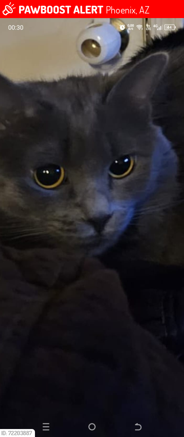 Lost Female Cat last seen Near street and southern ave, Phoenix, AZ 85040