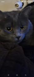 Lost Female Cat last seen Near street and southern ave, Phoenix, AZ 85040
